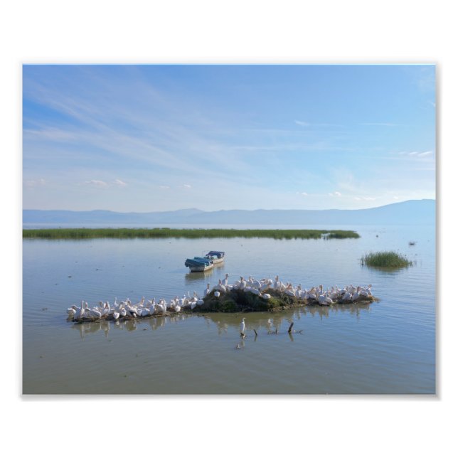 Foto Lago Chapala Pelicanos (Frente)