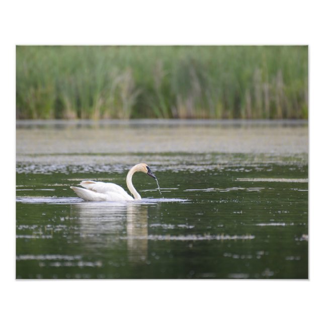 Foto Lago Scene Swan (Frente)