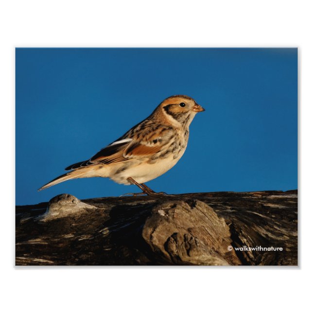 Foto Lapland Longspur em um Diário de Sol (Frente)