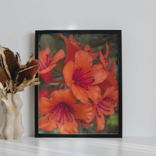 Foto Laranja Brilhante Rhododendron Blooms Floral