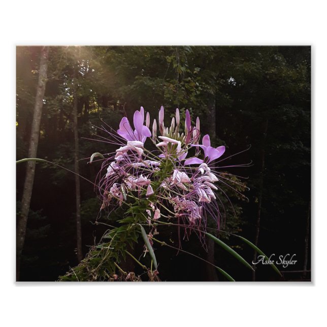 Foto Lashes Roxos (Frente)