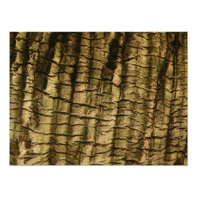 Foto Latido Palm Tree (Frente)