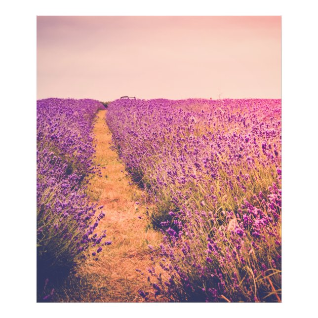 Foto Lavanda (Frente)