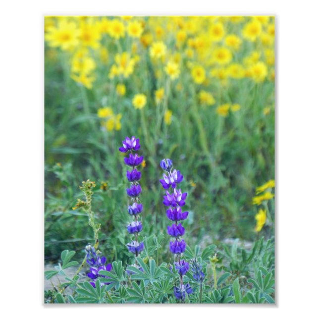 Foto Lavanda e margarida amarela (Frente)