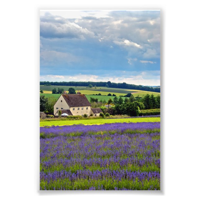 Foto Lavanda Field Summer Flowers Cotswolds Inglaterra (Frente)