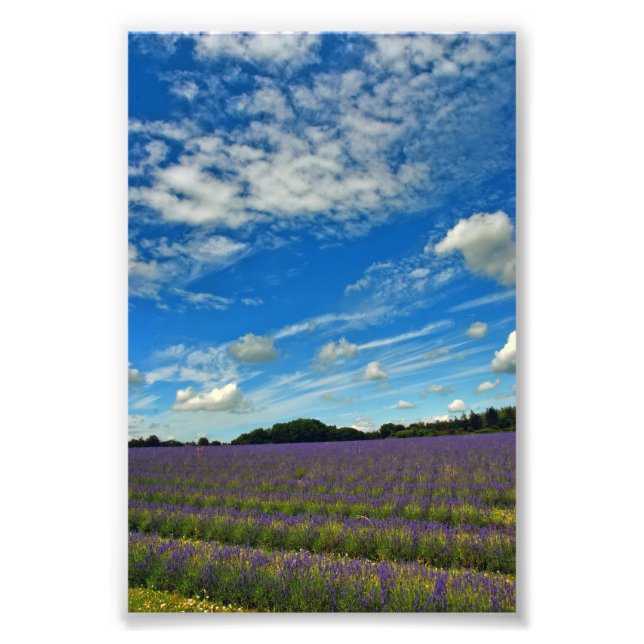 Foto Lavanda Field Summer Flowers Cotswolds Inglaterra (Frente)