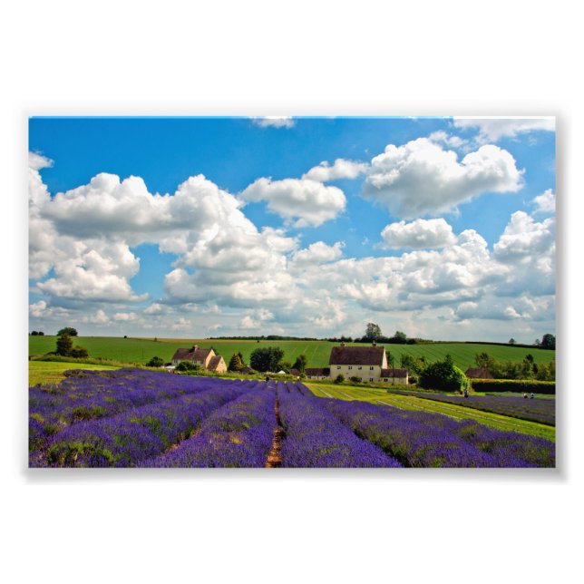 Foto Lavanda Field Summer Flowers Cotwolds Inglaterra (Frente)