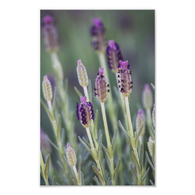 Foto Lavanda mexicana (Frente)