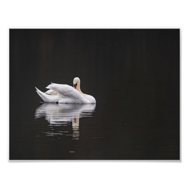 Foto Le cygne au repos (Frente)