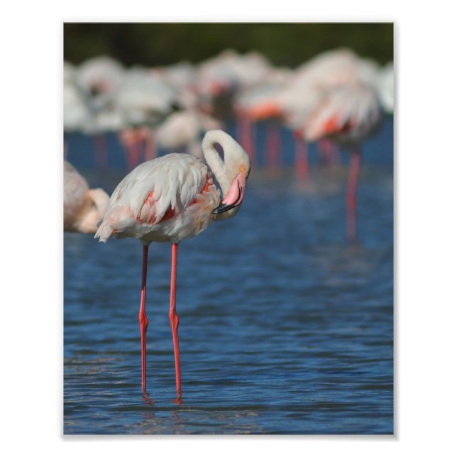 Foto Le flamant rose de Camargue (Frente)