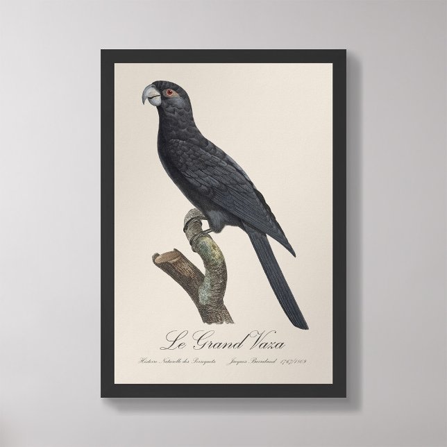 Foto Le Grand Vaza / Grande Vasa Parrot (Criador carregado)