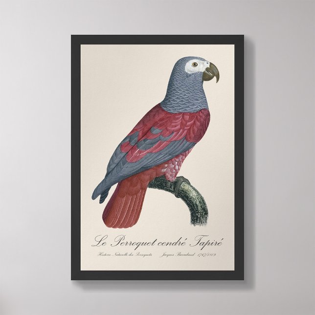 Foto Le Perroquet cendre Tapire (Criador carregado)