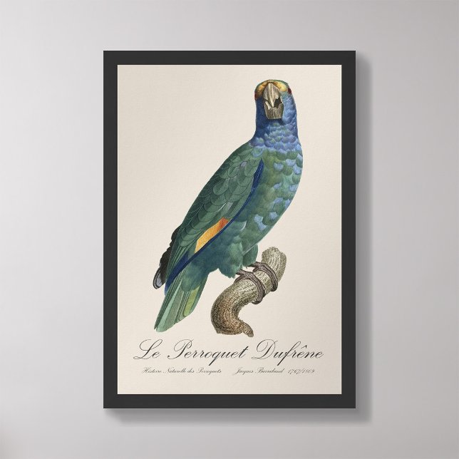 Foto Le Perroquet Dufrene / Amazônia Azul (Criador carregado)