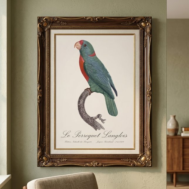 Foto Le Perroquet Langlois (Le Perroquet Langlois by Jacques Barraband. Photo Print)