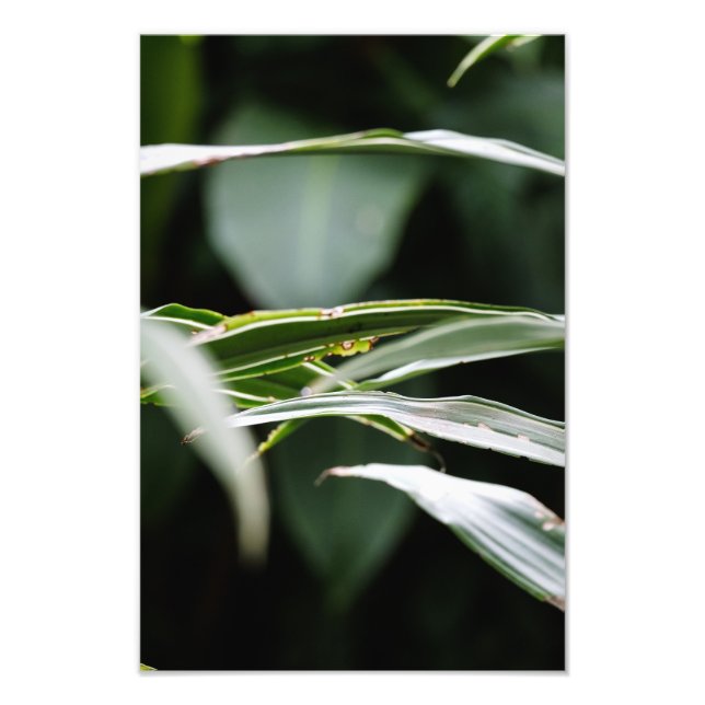 Foto Leafy Crossings (Frente)