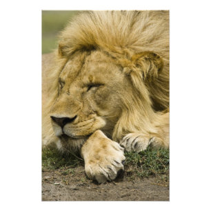 Foto Leão Africano, Panthera leo, deitado dormindo