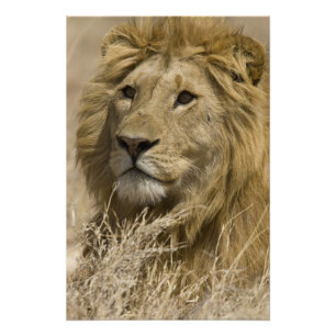 Foto Leão Africano, Panthera leo, Retrato de um