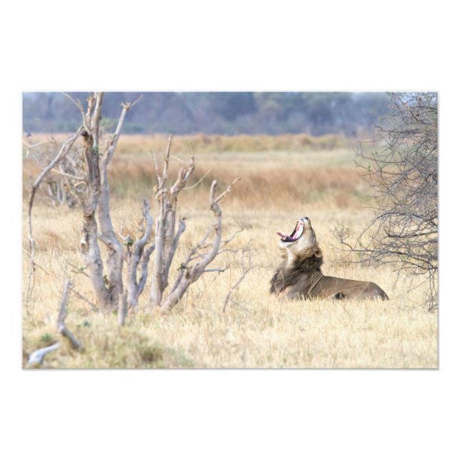 Foto Leão de bocejo (Frente)