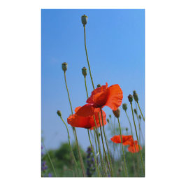 Foto Lebendiges Mohnblumen Poster