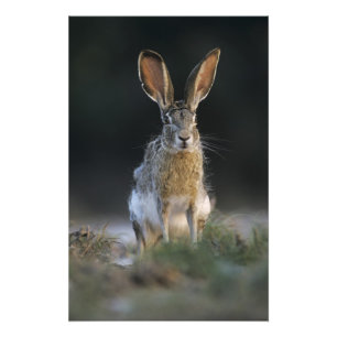 Foto Lebre-de-cauda-preta, Lepus californicus, 2