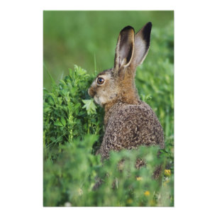 Foto Lebre Europeia, Lepus europaeus, jovem comendo,