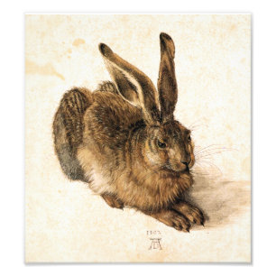 Foto Lebre Jovem de Albrecht Durer