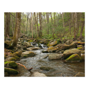 Foto LeConte Creek nas Montanhas do Enfumaçado do Excel