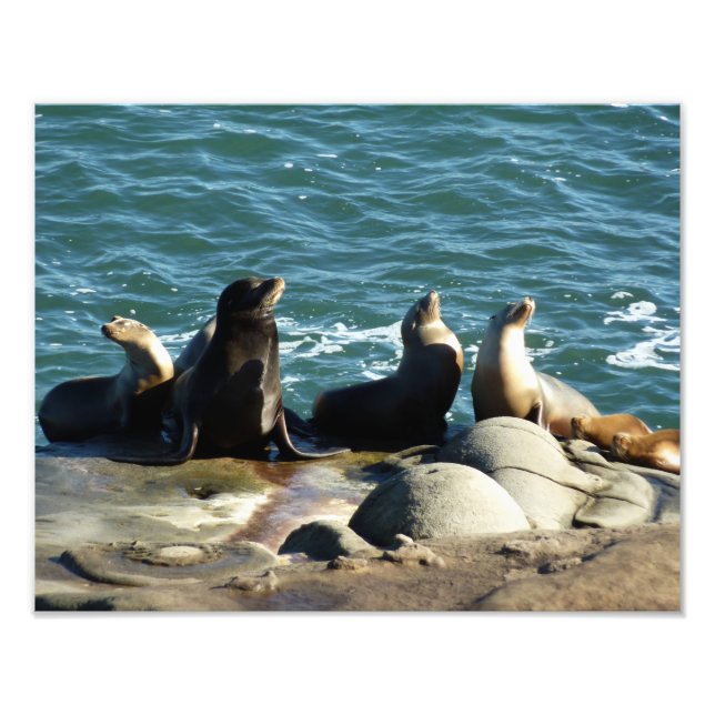 Foto Leões Marinhos de San Diego (Frente)