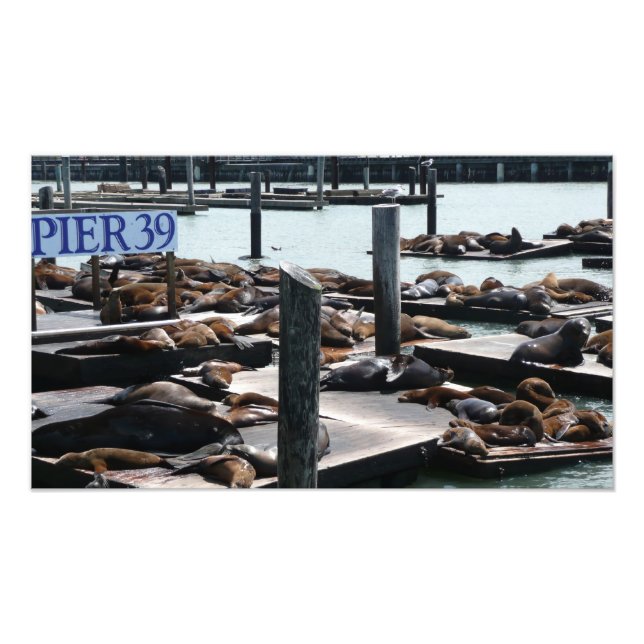 Foto Leões Marinhos do Pier 39 (Frente)