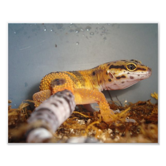 Foto Leopard Gecko (Frente)