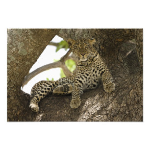 Foto Leopardo africano, pardus do Panthera, em uma