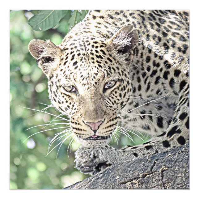 Foto leopardo-animal smartmix 2 (Frente)
