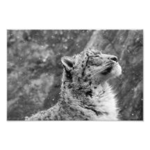 Leopardo da Neve Pacífico