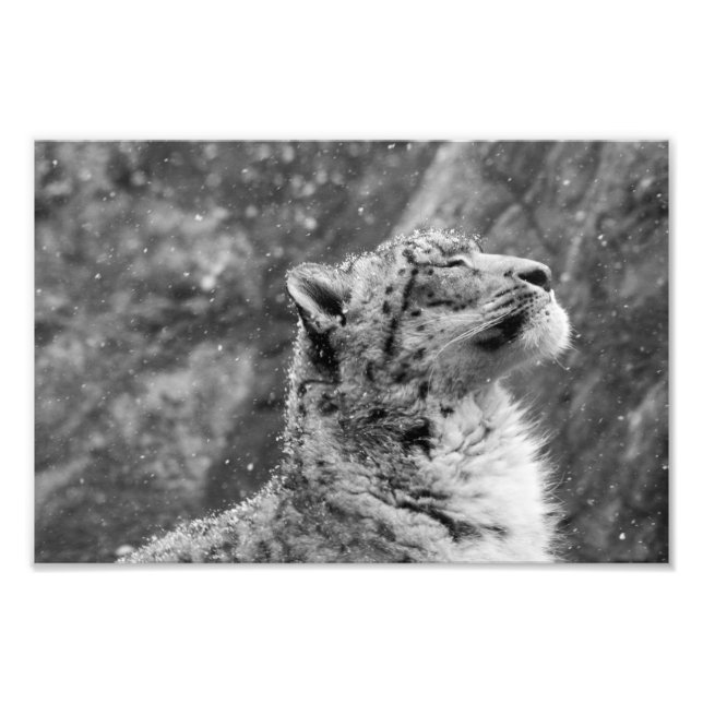 Foto Leopardo da Neve Pacífico (Frente)