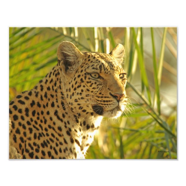 Foto Leopardo e Folhas de Palma (Frente)