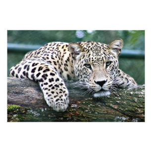 Foto Leopardo em um Log