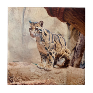 foto-leopardo nublada natureza vida selvagem exóti