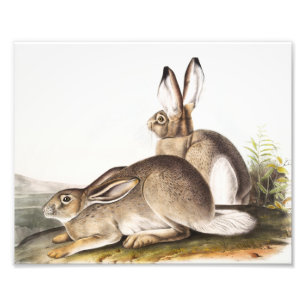 Foto Lepus Townsendii (Lepus Townsendii)