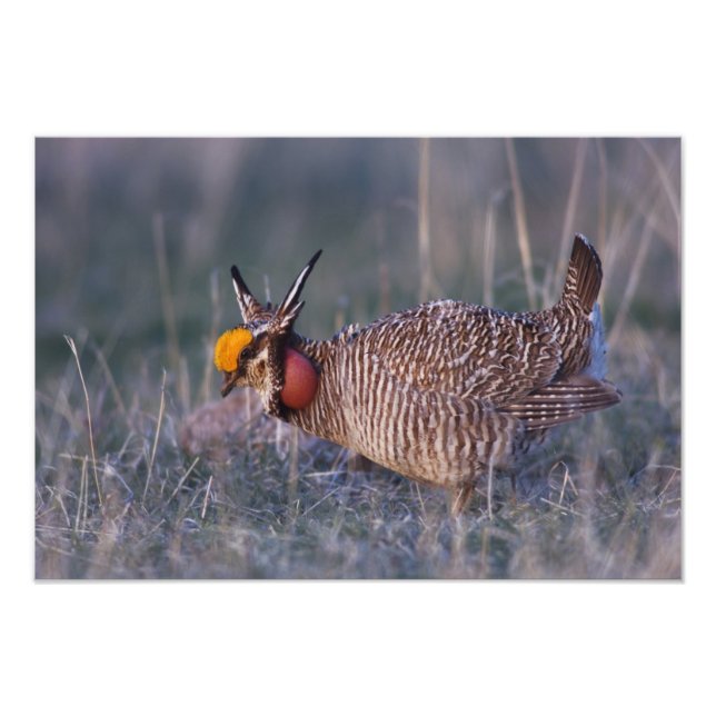 Foto Lesser Prairie-Chicken, Tympanuchus (Frente)