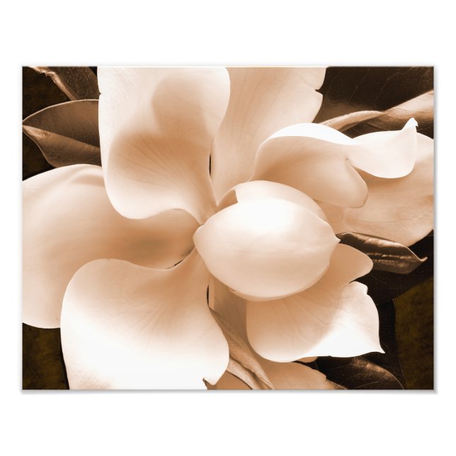 Foto Leve branca Magnolia Sépia Flores Fundo Preto (Frente)