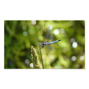 Foto libélula azul do dasher