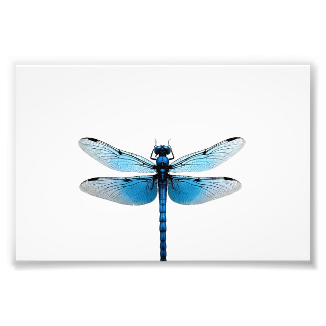 Foto Libélula Azul - Entusiasta de Insetos Animais da V (Frente)