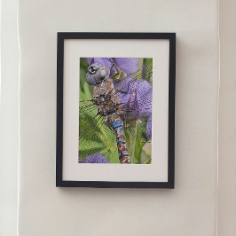 Foto Libélula Darner de Olhos Azuis sobre Flor