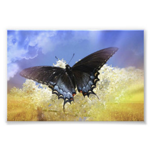 Foto Liberdade da borboleta