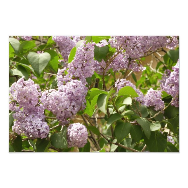 Foto Lilac Bush Lindas Flores de primavera Roxas (Frente)