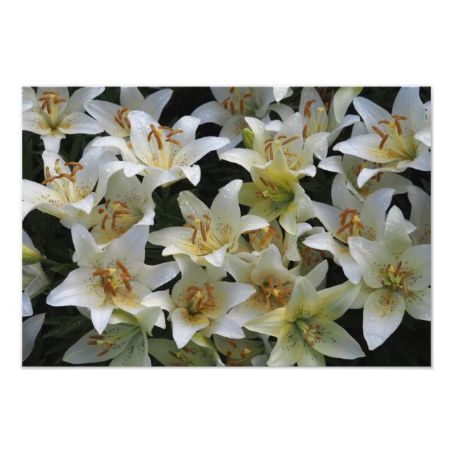 Foto Lilases Brancas 19"x13" (Frente)