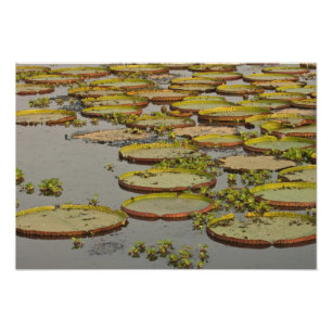 Foto Lilios Gigantes ou Vitória Victoria amazonica,