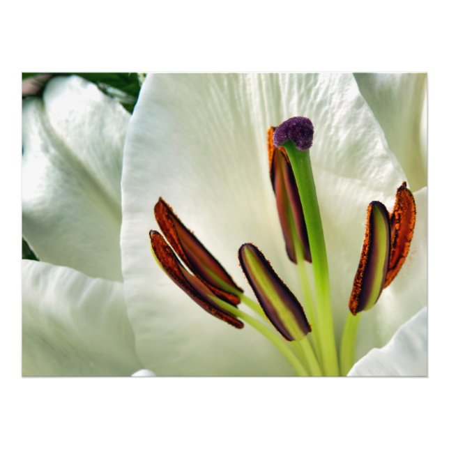 Foto Lilium Oriental White (Frente)