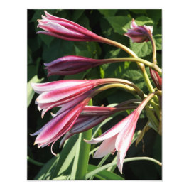 Foto Lily Crinum de 11"x14"