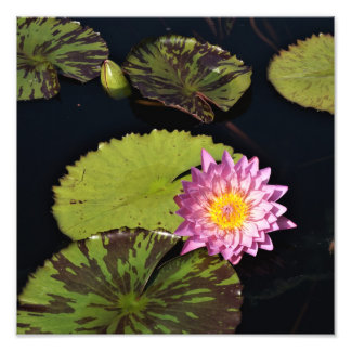 Foto Lily de água de 12" x 12"